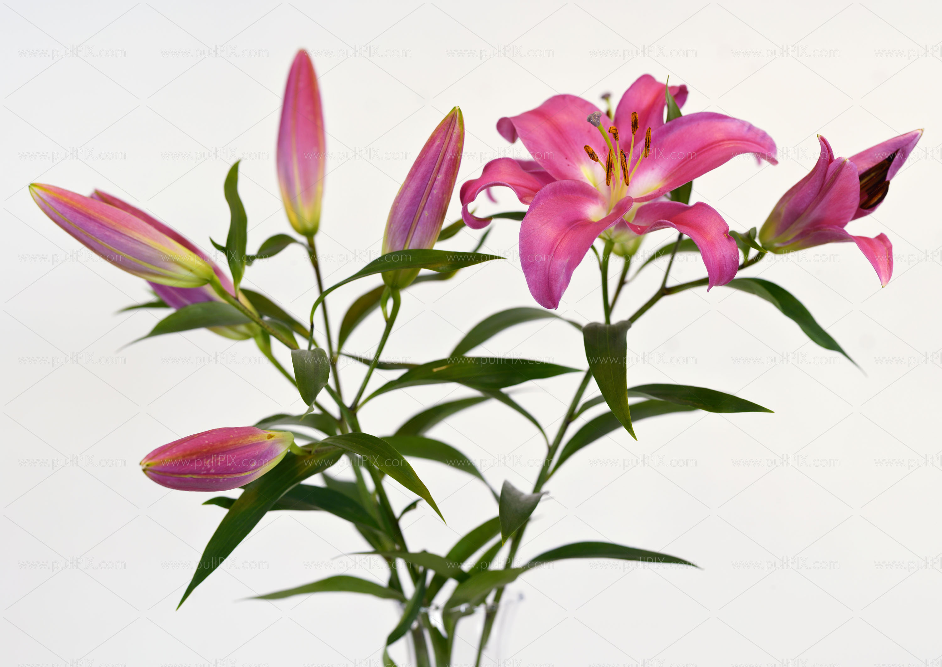 Preview Lilien in Vase.jpg